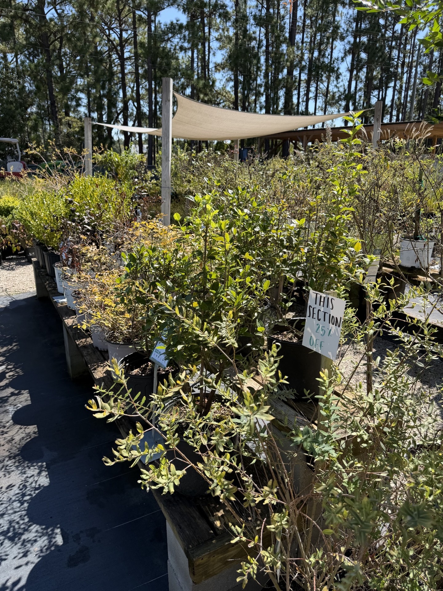 25% Off sale plants