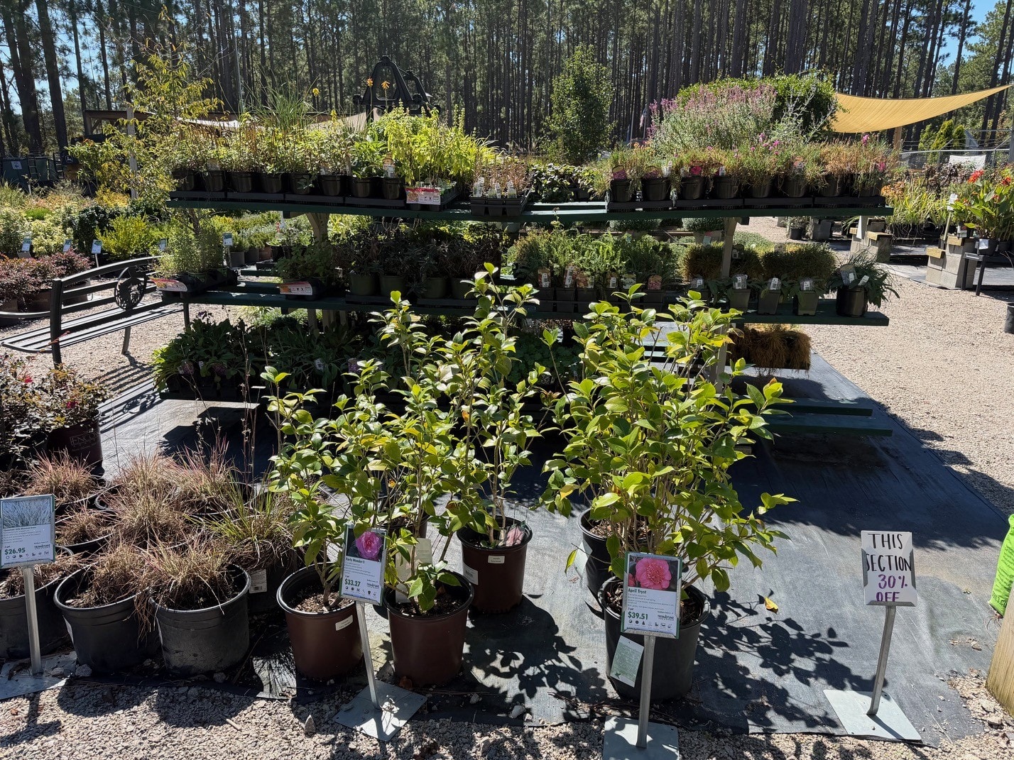 30% Off sale plants