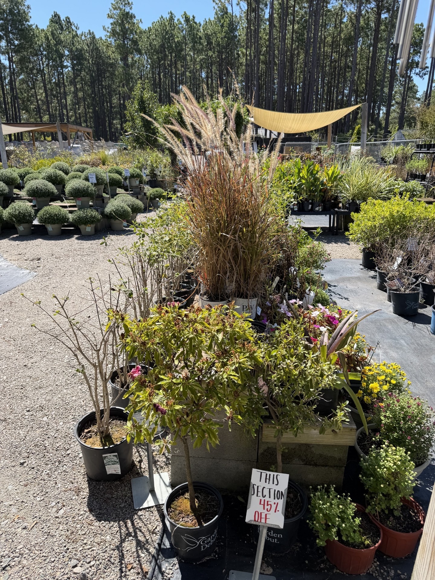 45% Off sale plants
