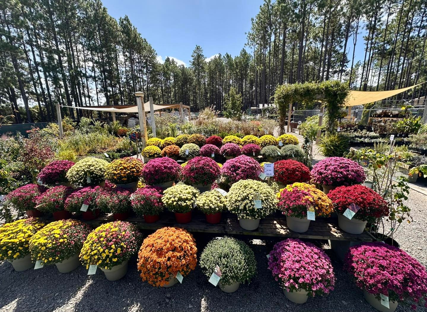 Colorful fall mums on display at Trim Time Lawn & Garden