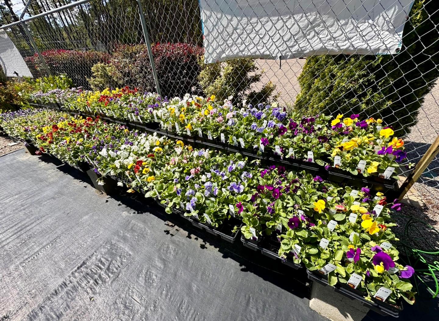 Fall mums in variety of colors at Trim Time nursery