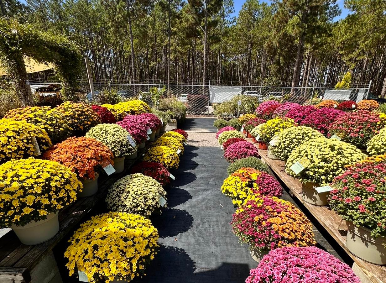 Potted mums and seasonal plants at Trim Time Lawn & Garden