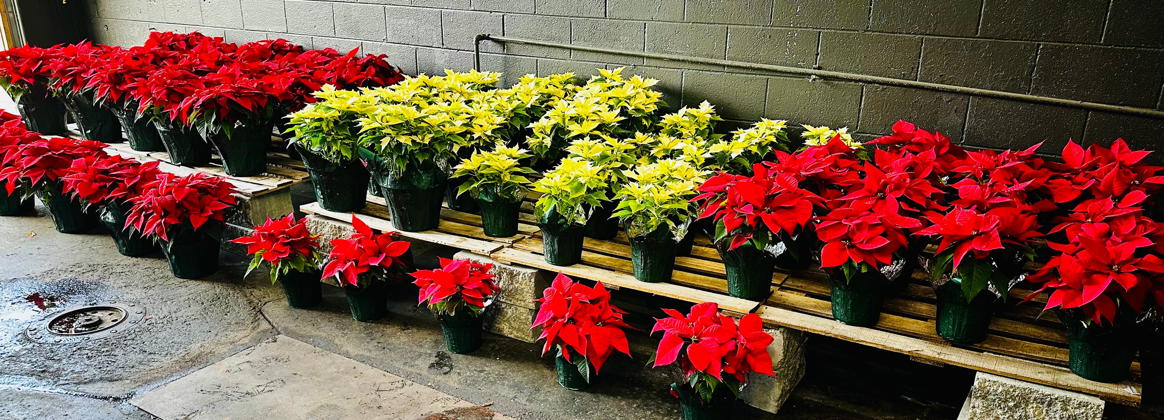 Red and white poinsettias on display at Trim Time