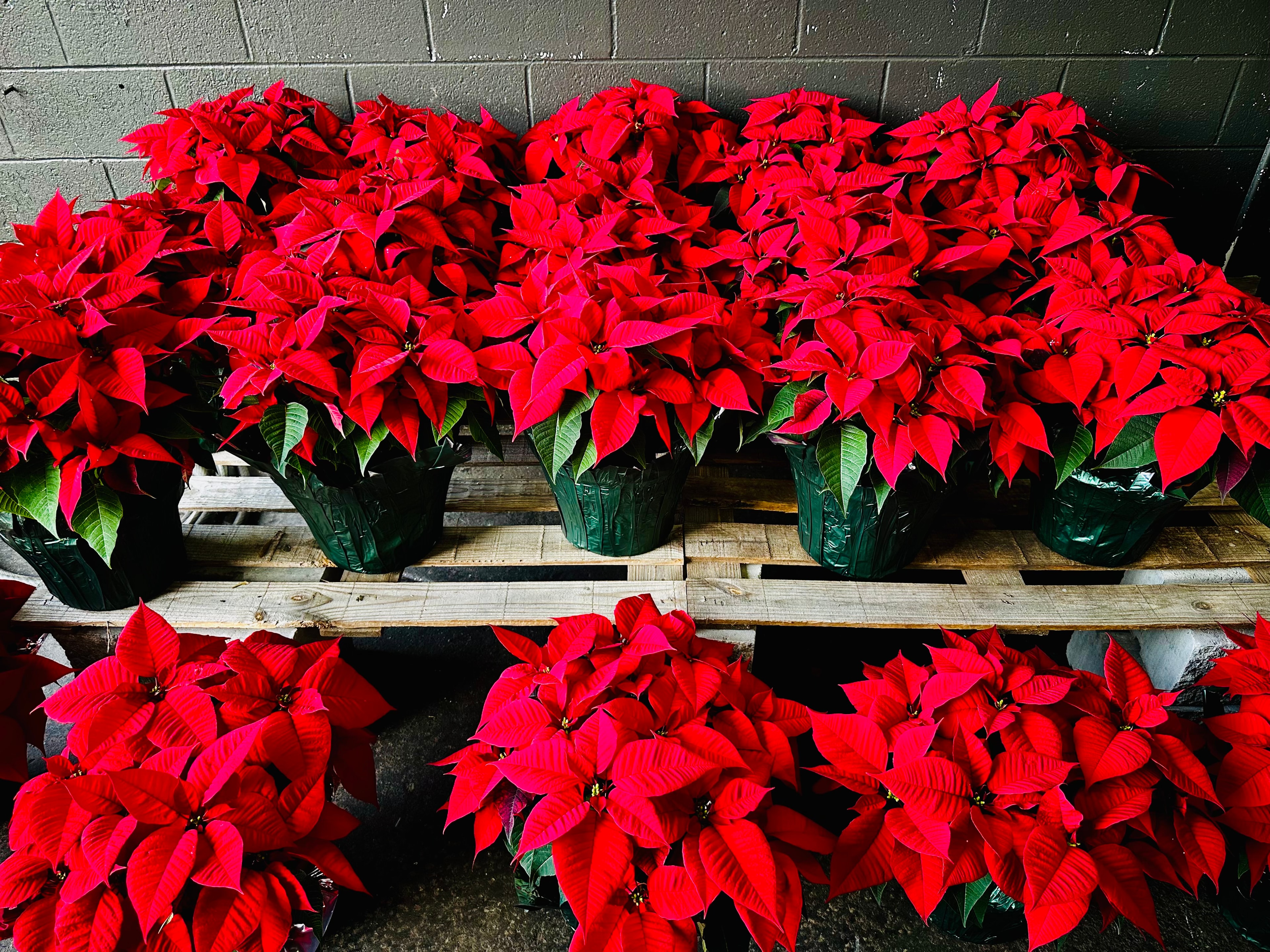 Red 10-inch poinsettias at Trim Time Lawn & Garden