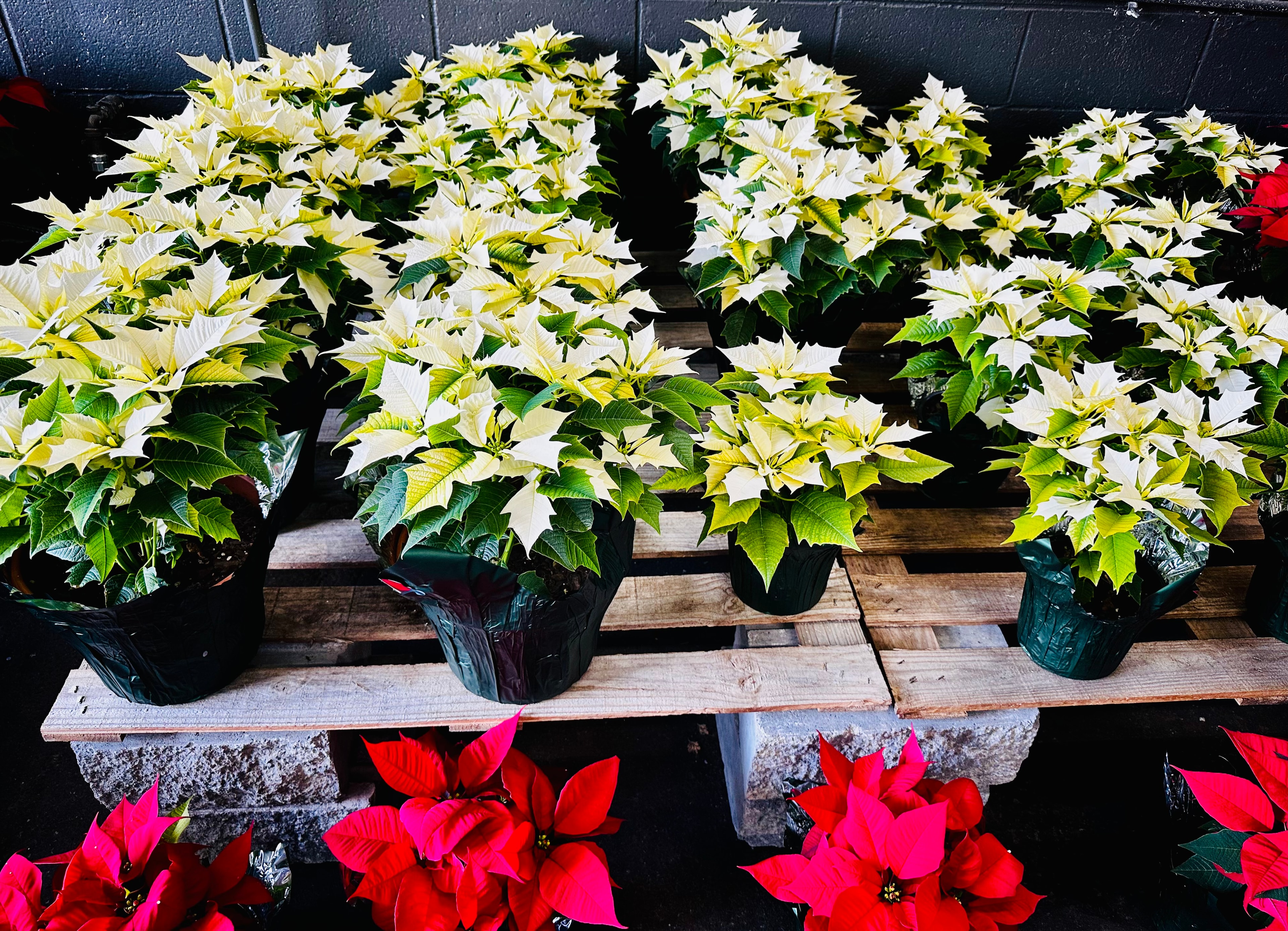 White poinsettias in 10 and 6-inch pots at Trim Time