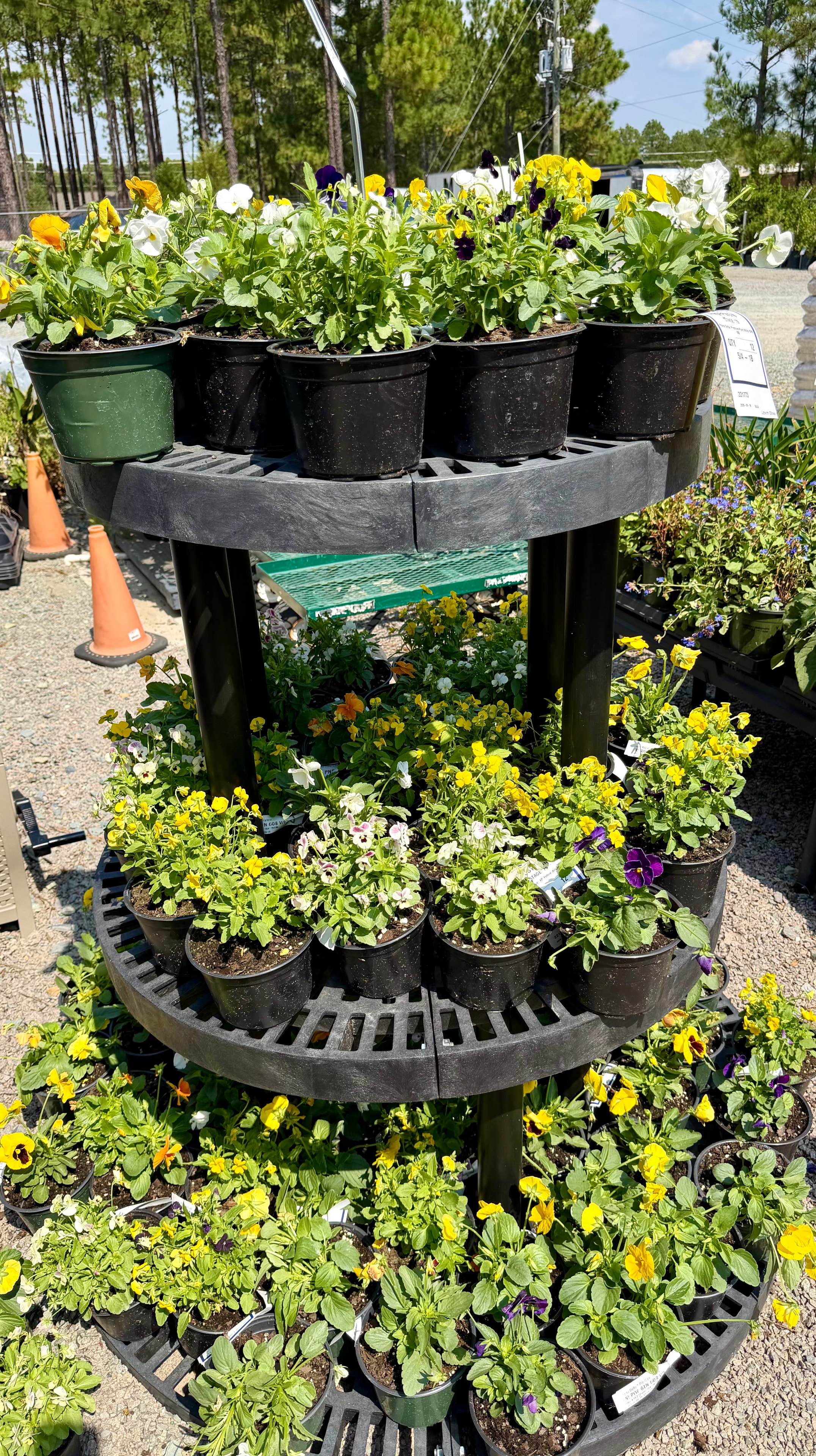Pansies and violas on display at Trim Time Lawn & Garden