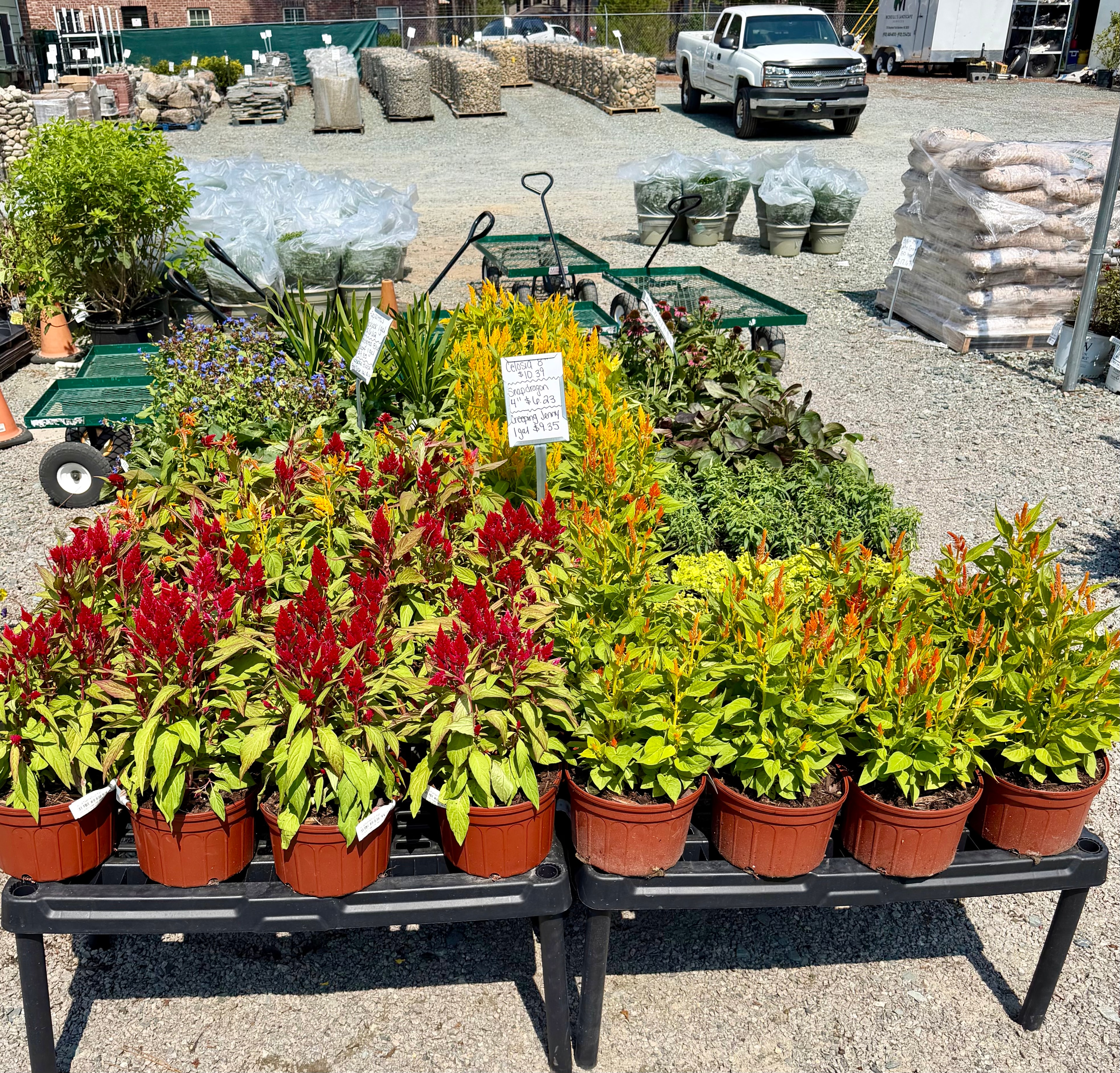 Celosias and snapdragons seasonal color display at Trim Time
